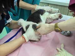 -北京观赏动物医院·24小时大型综合·猫专科·异宠专科