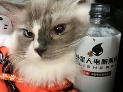 -伟伟宠物医院·瑞派猫友好医院·猫科(光谷店)