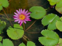 -深圳仙湖植物园