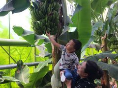 -呀路古热带植物园