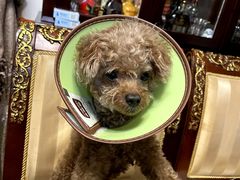 -宠爱国际动物医院· 猫科· 外科·中兽医(长白店)