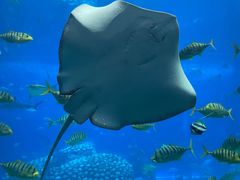 -珠海长隆海洋王国