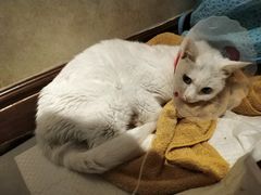 -宠爱国际动物医院· 猫科· 外科·中兽医(长白店)