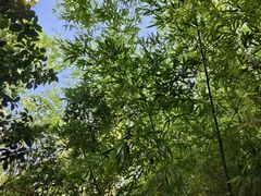 -嘉里饭庄