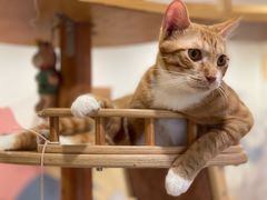 -滚猫咖啡·猫咖·猫友好撸猫(未来城店)