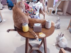 -藏猫猫咖啡主题馆(中央大道店)