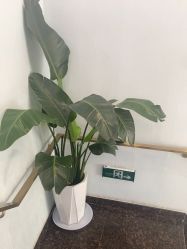 -YESIDO椰岛美容