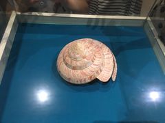 -青岛贝壳博物馆