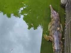 -清迈夜间动物园