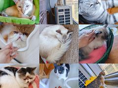 -Cappucimeow猫咪咖啡馆(韦伯时代店)