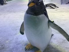 -芜湖新华联大白鲸海洋公园