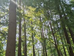 -日照海滨国家森林公园