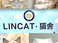 -lincat·猫舍(广州店)