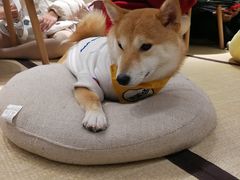 -逗柴咖啡屋·狗咖猫咖宠物桌游