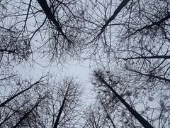 -番禺大夫山森林公园