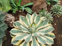 -北京植物园-展览温室