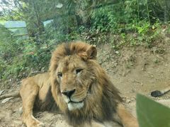 -栾川竹海野生动物园