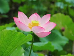 -杭州植物园