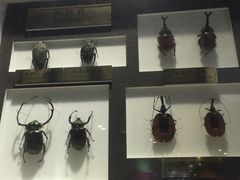 -上海昆虫博物馆