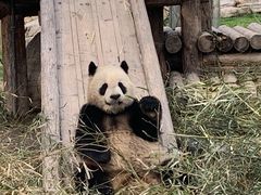 -上海野生动物园