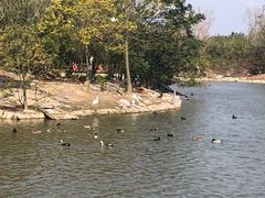 -盐城丹顶鹤湿地生态旅游区