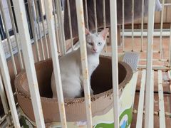 -东莞宠友24H宠物中心医院·转诊夜诊·异宠(新河北路院)