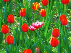 -北京植物园-展览温室