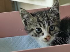 -芭比堂宠物医院·全科爱猫医院·仁德分院