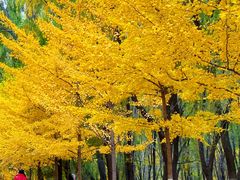 -长白岛森林公园