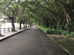 -大湾区中央湿地公园