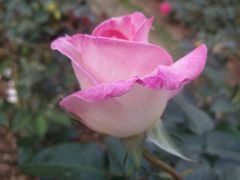 -人民公园(罗湖区)