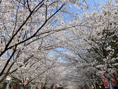 -高东镇樱花园