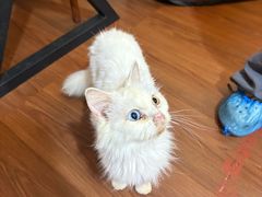 -楼上猫咖(罗湖店)