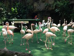 -新加坡飞禽公园