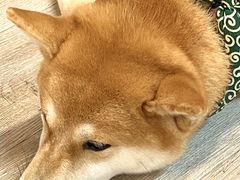 -柴迷FANS CLUB·柴犬狗咖·猫咖