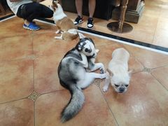 -more than meow吴止猫主题餐厅(承德 中船汇店)