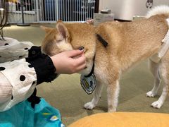 -逗柴咖啡屋·狗咖猫咖宠物桌游