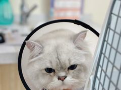 -德元·美联众合24小时动物医院(总院)