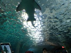 -瑞普利水族馆
