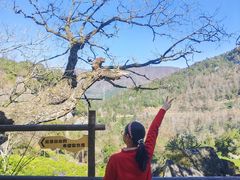 -石台牯牛降景区