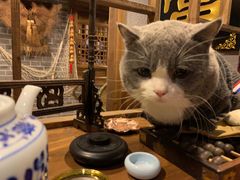 -福尔喵斯探案馆实景搜证·沉浸式剧本杀