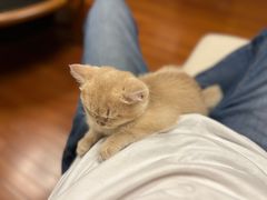 -东方名猫馆·英短金渐层布偶猫舍(环线广场1号楼店)