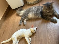-楼上猫咖(罗湖店)