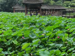 -龙头寺公园