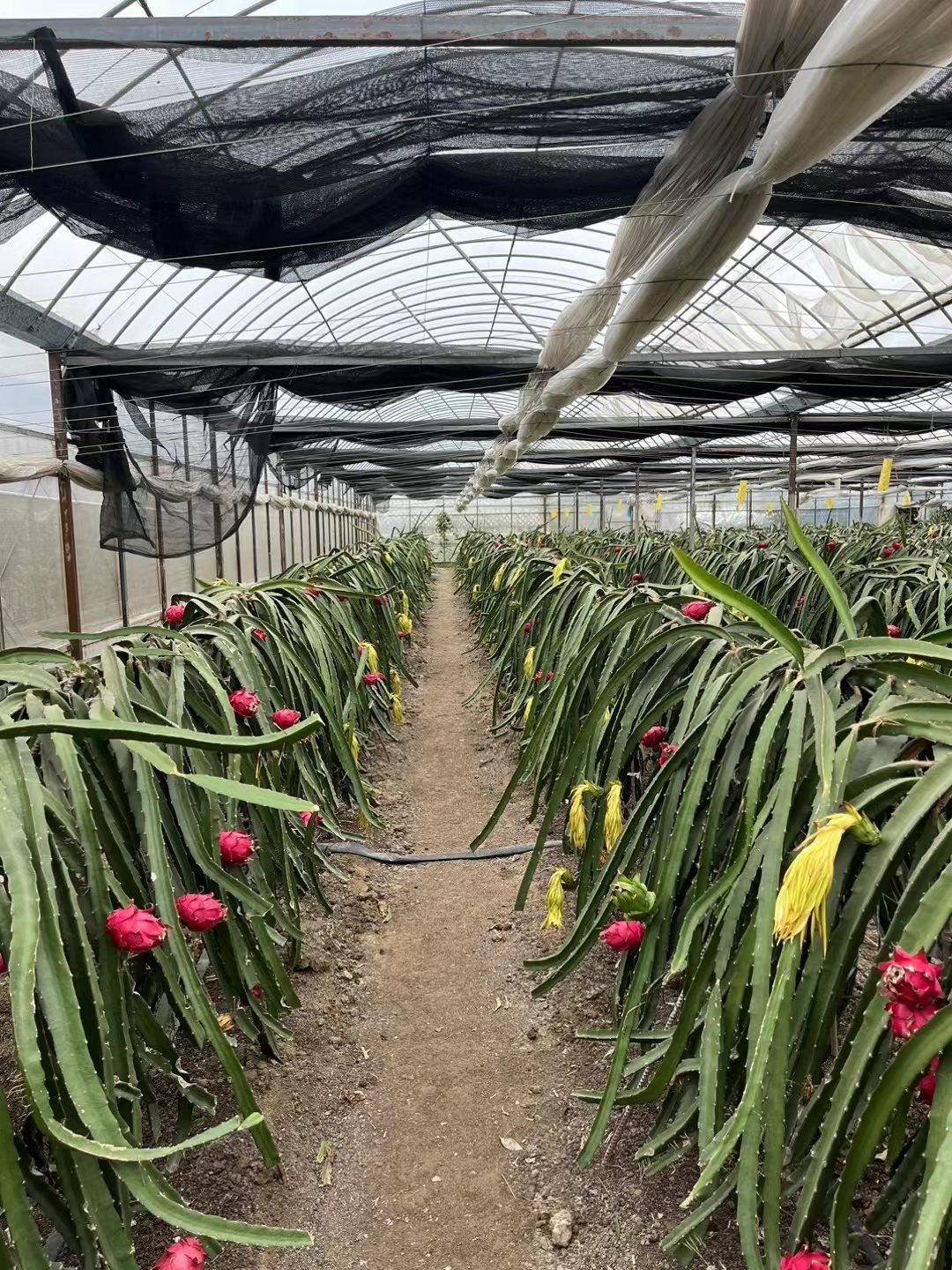 火龙果的生长过程