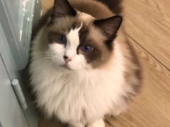 -安格丽娜·狗咖·猫咖羊驼咖(春熙路百盛商场店)