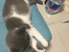-70cat德文卷毛猫·缅因猫纯种猫舍