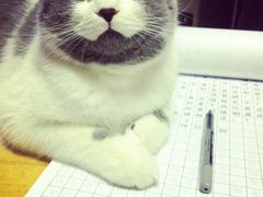 -纳吉亚猫专科动物诊疗中心(蒋宅口分院)