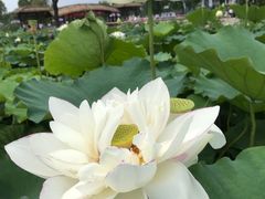 -白洋淀景区