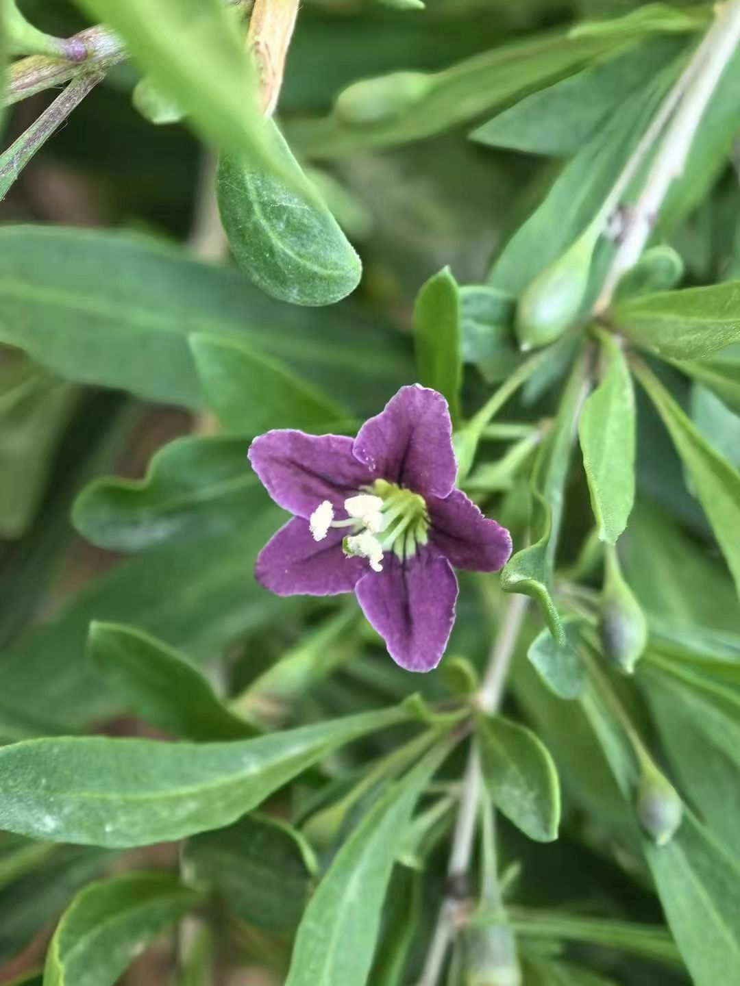 枸杞花 药用价值图片